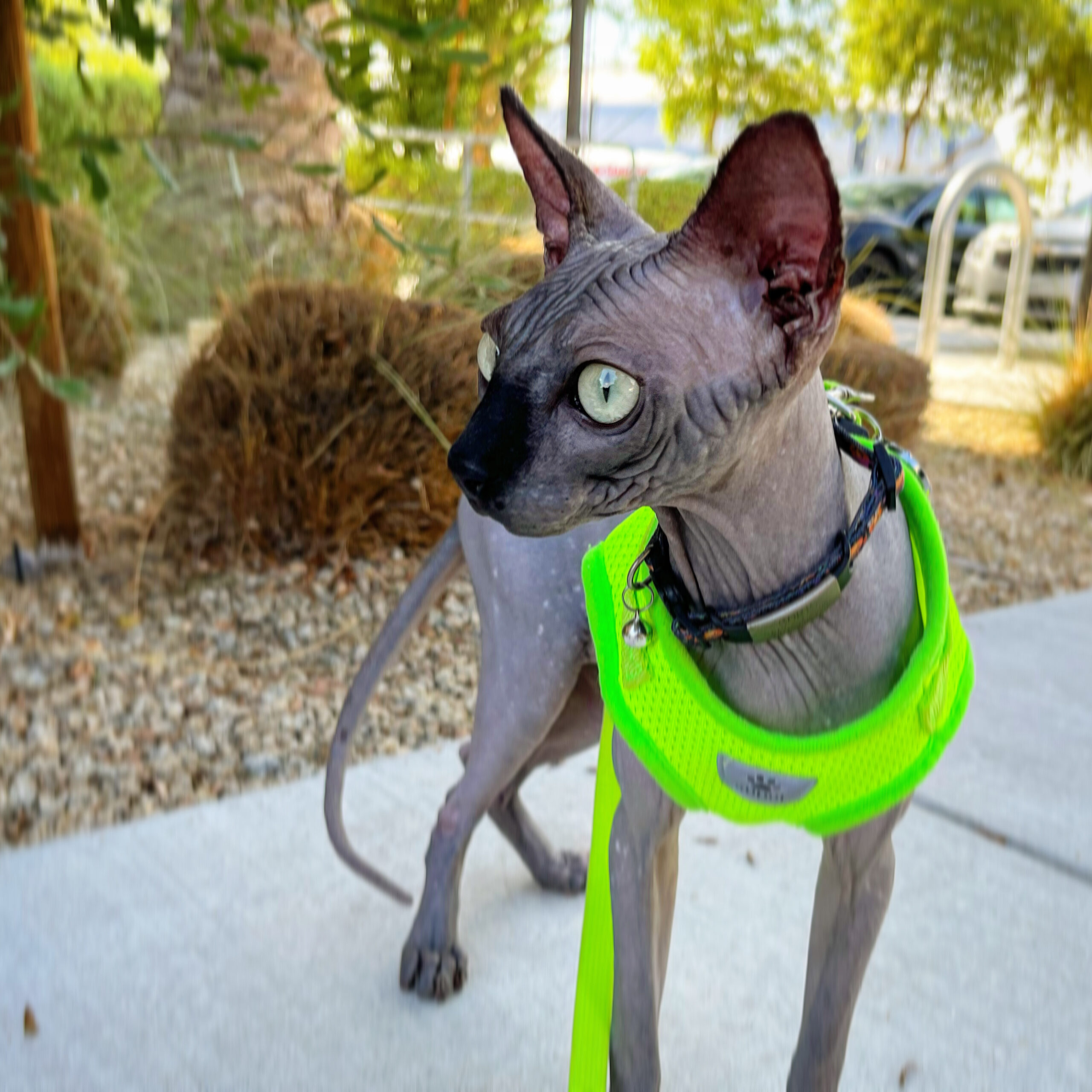 Product Review: Supet Cat Harness and Leash Set